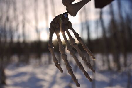 Skeleton Hand Silhouetteの写真素材