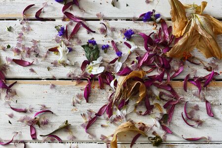 Dried Flower Petals on a White Washed Backgroundの写真素材
