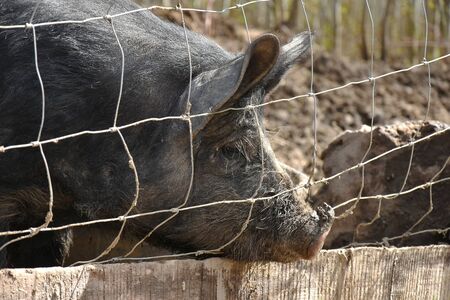 Young Domestic Pigs Close Up