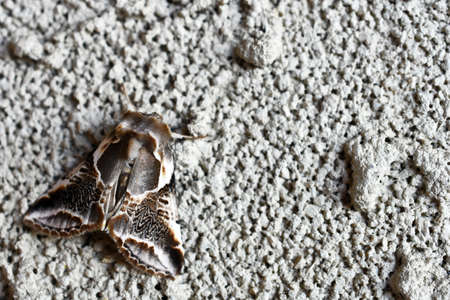 Large Brown and White Moth