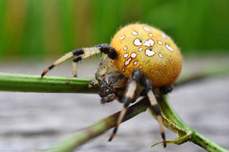 A close up image of a rather large common Orb Spider.