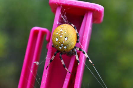 A close up image of a very large and pretty Orb Spider on a pink fence peg.の写真素材