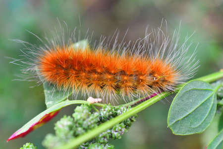 A close up image of a yellow wooly bear caterpillar eating a leaf.の写真素材