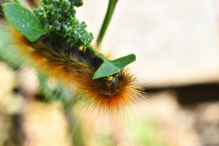 A close up image of a yellow wooly bear caterpillar eating a leaf.の写真素材