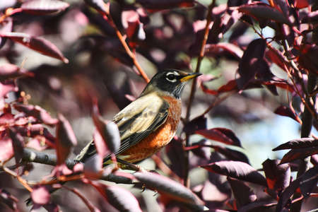 An image of a common red breasted robin perched in a tree and eating berries.の写真素材