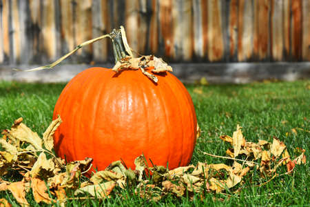 An image of a single large pumpkin in a backyard and covered with fall leaves.の写真素材