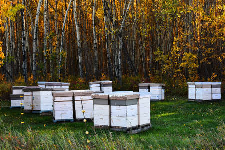 An image of several white beehives in an open field surrounded by trees with brightly colored fall leaves.の写真素材
