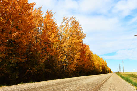 An image of a rural country dirt road in late autumn with brightly colored autumn leaves on the trees.の写真素材
