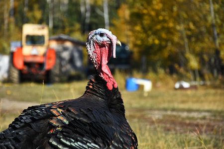 An image of organically raise farm turkeys strutting around a farm yard in autumn.の写真素材