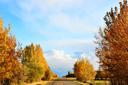 An image of a rural country dirt road in late autumn with brightly colored autumn leaves on the trees.の写真素材
