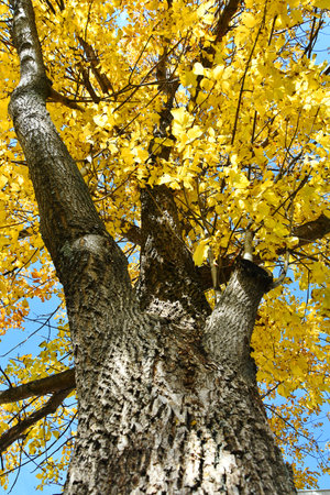 An image of a large tree in late autumn with brightly colored yellow leaves.