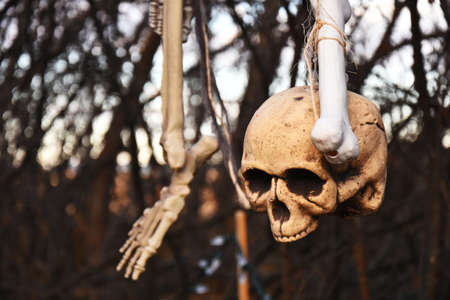 An image of a outdoor Halloween  display of old skeleton bones hanging by rope from a dead tree.の写真素材