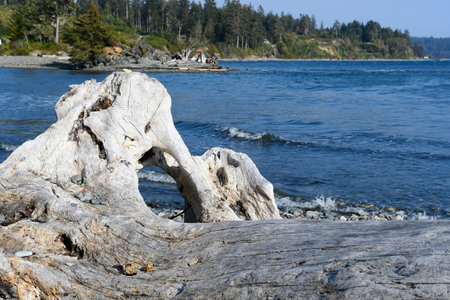 An image of a large weathered piece of driftwood on the shoreline of the Pacific Ocean.の写真素材