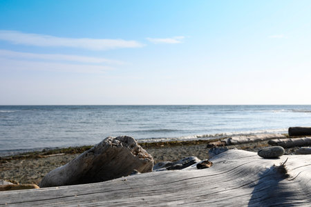 An image an ocean view with a large piece of weathered drift wood in the foreground.の写真素材