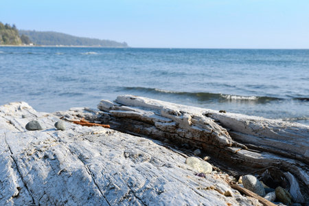 An image an ocean view with a large piece of weathered drift wood in the foreground.の写真素材