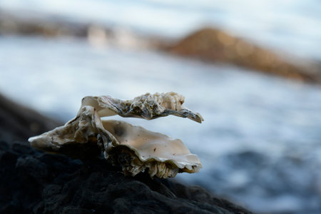 A side view image of an opened oyster shell on a rock with the ocean in the background.