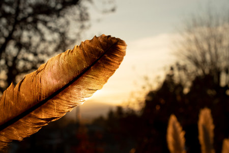 A silhouette image of a smudge feather against the golden evening sunlight.の写真素材