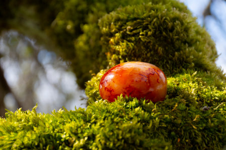 A close up image of a red carnelian crystal on a moss covered tree branch in bright sunlight.の写真素材
