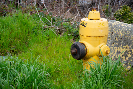 A close up image of a bright yellow fire hydrant in tall grass.の写真素材