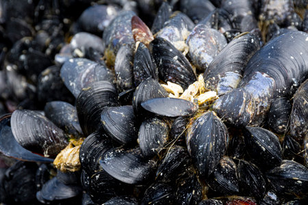 A close up image of a large cluster of dark color mussel shells growing on a rock visible during low tide.の写真素材