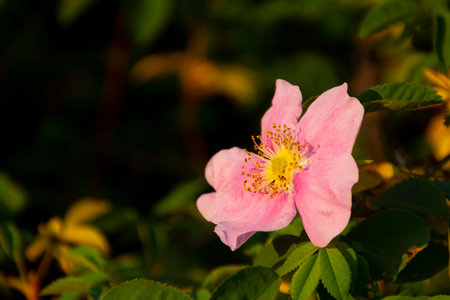 A close up image of an Alberta Wild Rose in the warm evening sunlight.の写真素材