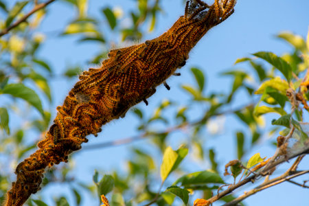 A close up image of a huge nest of orange and black caterpillar's on a tree branch.