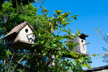 An image of two old handmade wooden birdhouses hiding amongst the tree branches.の写真素材