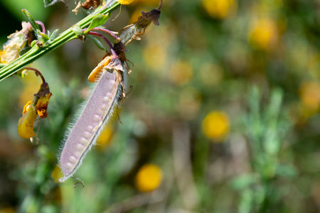 A close up image of a single scotch broom seed pod still on the shrub branch.の写真素材