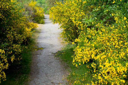 A forest footpath lined with bright yellow scotch broom shrubs in full bloom.の写真素材