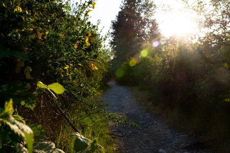 An image of a gravel walking trail in late evening with the setting sun.の写真素材