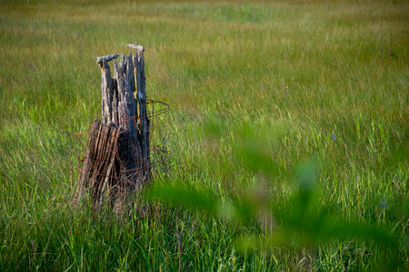 An image of a single old rotten fence post wrapped with barbed wire in the middle of a farming field.の写真素材