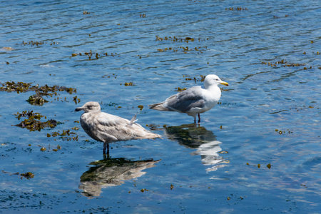 An image of two seagulls standing back to back at the edge of the ocean shoreline.の写真素材