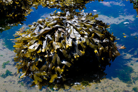 An image of a rock covered with thick green seaweed so that you can no longer see the rock.の写真素材