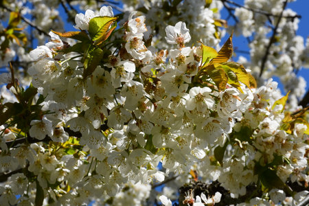 An image of hundreds of apple tree blossoms in early spring.の写真素材