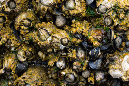 A close up image of very large barnacles and mussel shells growing on a rock visible only at low tide.の写真素材