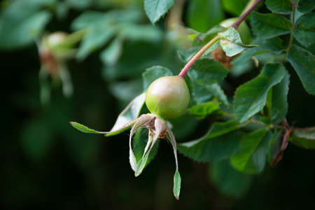 A close up image of a single unripen rose hip still green on the bush.の写真素材