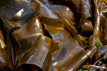 An abstract image of a large pile of greenish-brown sea weed which has washed up on shore.の写真素材