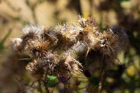 An abstract image of the dried and spikey flower heads of a bull thistle plant which has gone to seed in late autumn.の写真素材