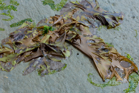 An image of a clump of brownish-green sea weed on a wet sandy beach.の写真素材