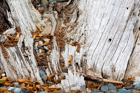 An abstract image of the rough sun bleached texture of an old piece of driftwood covered in dried leaves.の写真素材