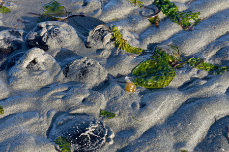 An image of several living purple sand dollar shells partially buried in wet sand.の写真素材