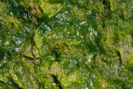 An abstract image of the shiny and slippery texture of thick green seaweed.の写真素材