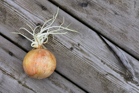 An image of a rotten onion which has begun to sprout on an aged wooden background.の写真素材