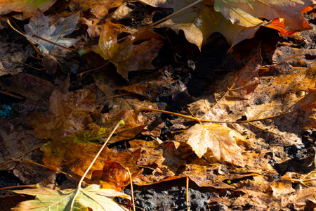 An image of a pile of dirty mud covered autumn leaves left on the ground.の写真素材