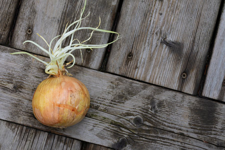 An image of a single rotten onion with multiple sprouts on an old wooden background.の写真素材