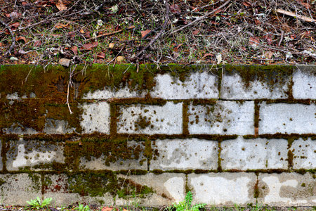 An abstract image of an old concrete retaining wall covered in brown and green moss.の写真素材