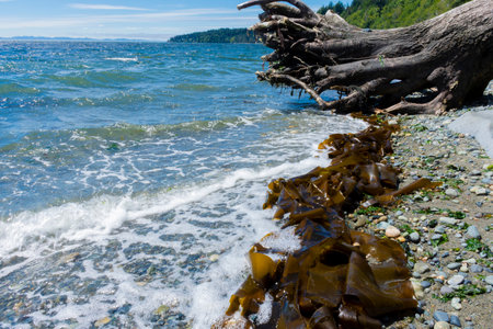 A long row of greenish brown sea weed washed up on the shoreline of the Pacific Ocean.の写真素材