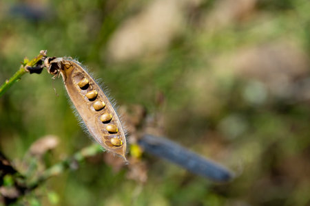 A close up image of a single open scotch broom seed pod with the seeds still intact.の写真素材