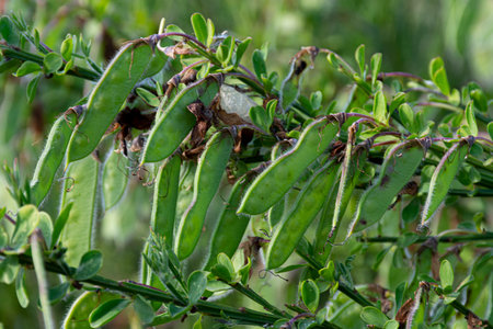 A close up image of a large cluster of green scotch broom seed pods.の写真素材
