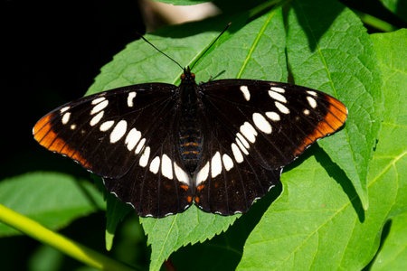 A close up image of a dark brown admiral butterfly perched on a lilac tree leaf.の写真素材